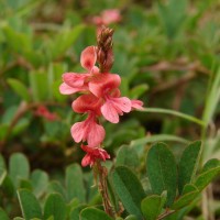 <i>Indigofera spicata</i>  Forssk.